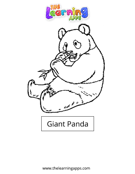 Giant panda